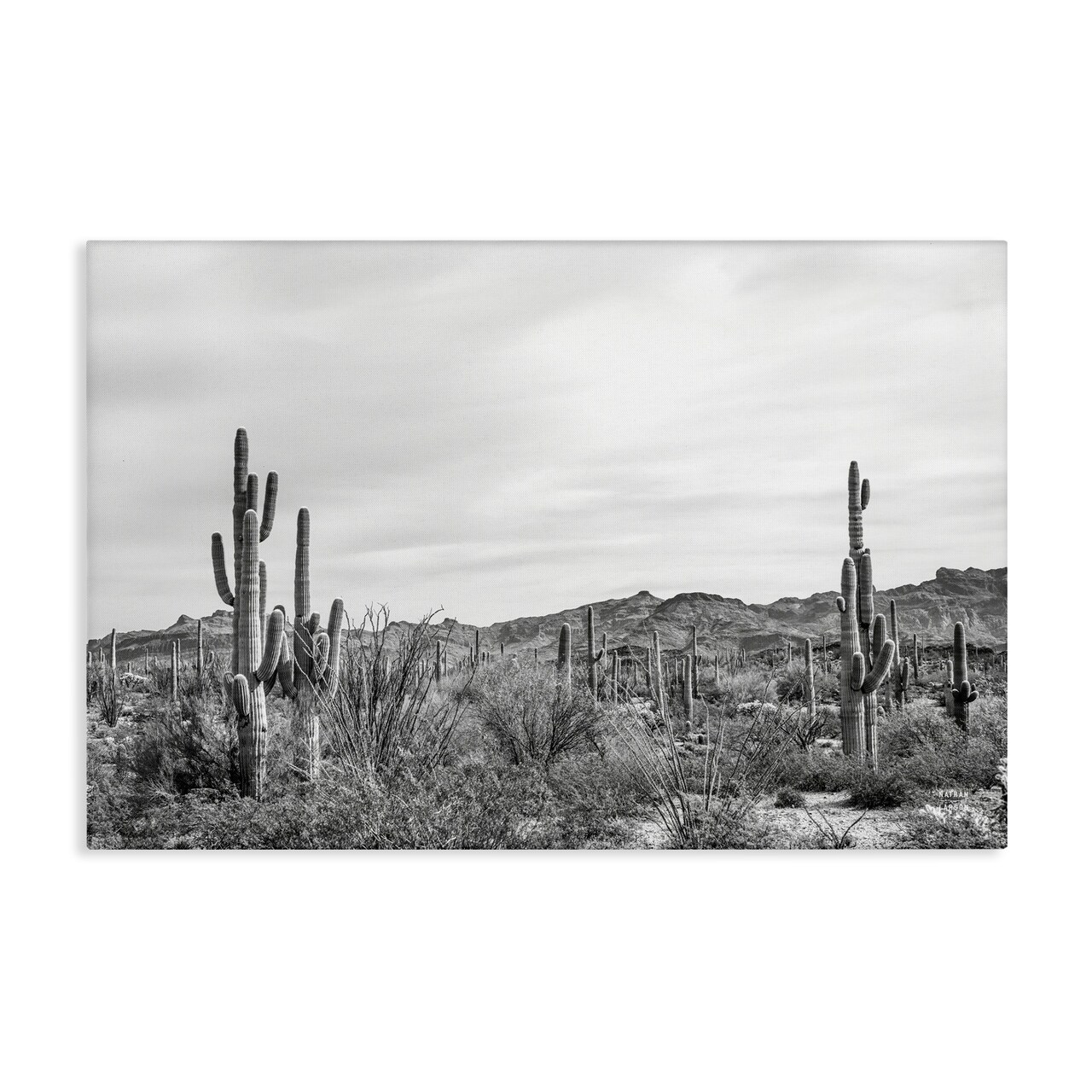 Stupell Industries Sonoran Desert Wonderland Canvas Wall Art Design by Nathan Larson